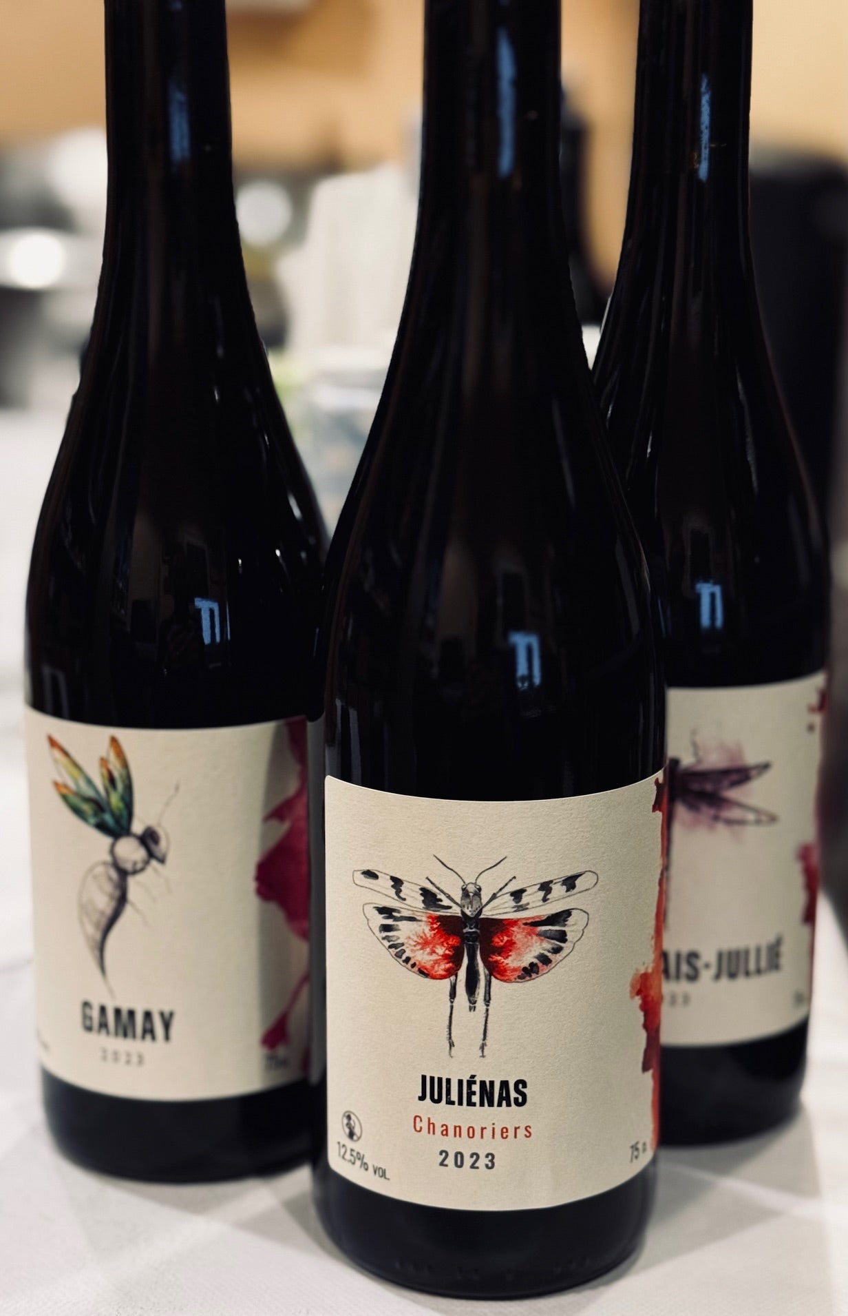 Oedipoda Gamay VDF 2023