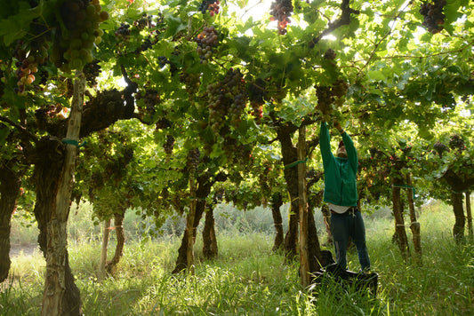 El Montanista San Juan Tinto ‘Corte de Tintas’, 2024